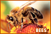 bees